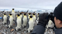 Baby emperor penguins met a giant petrel on their first trip to the sea… then something unexpected appeared.