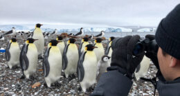 Baby emperor penguins met a giant petrel on their first trip to the sea… then something unexpected appeared.