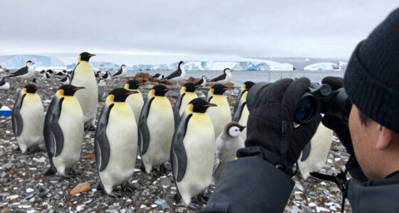 Baby emperor penguins met a giant petrel on their first trip to the sea… then something unexpected appeared.