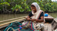 TIL that there are over 3,000 ‘tiger widows’ in the Sundarbans. These women, whose husbands have been killed by tigers, are often shunned by their communities over the belief that tiger widows are bad omens.