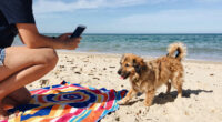 The Best Dog Beaches in America, According to Dogs